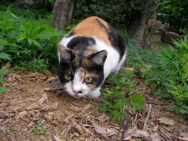 �˂��˂��ɂ�