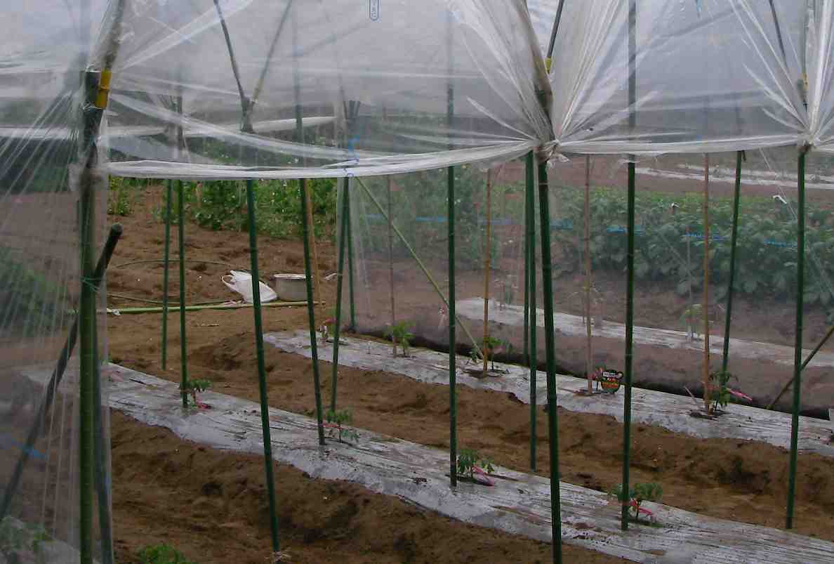 �˂��˂��ɂ�