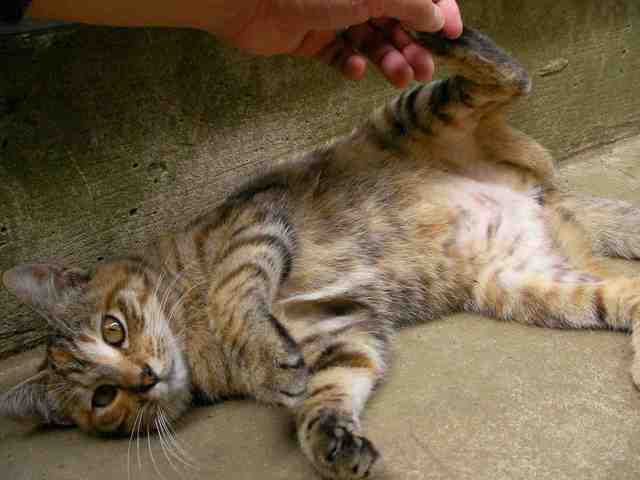 �˂��˂��ɂ�