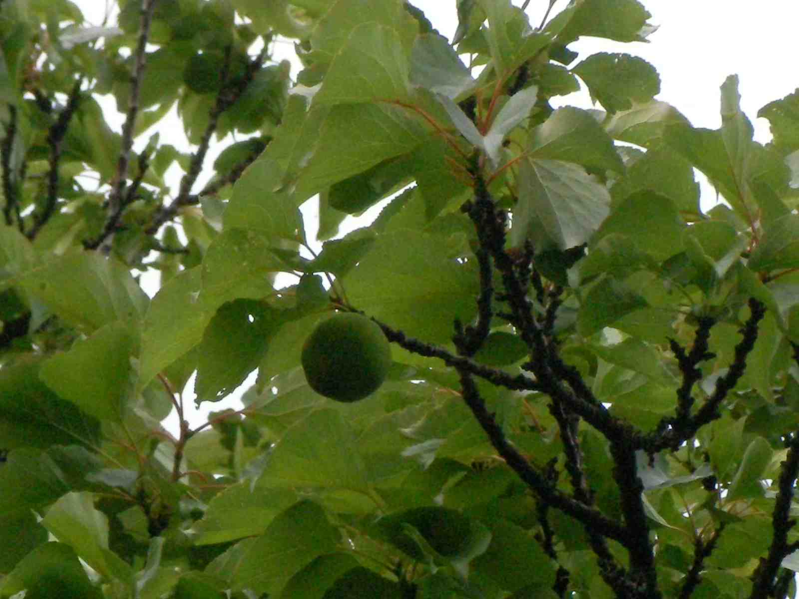 �˂��˂��ɂ�