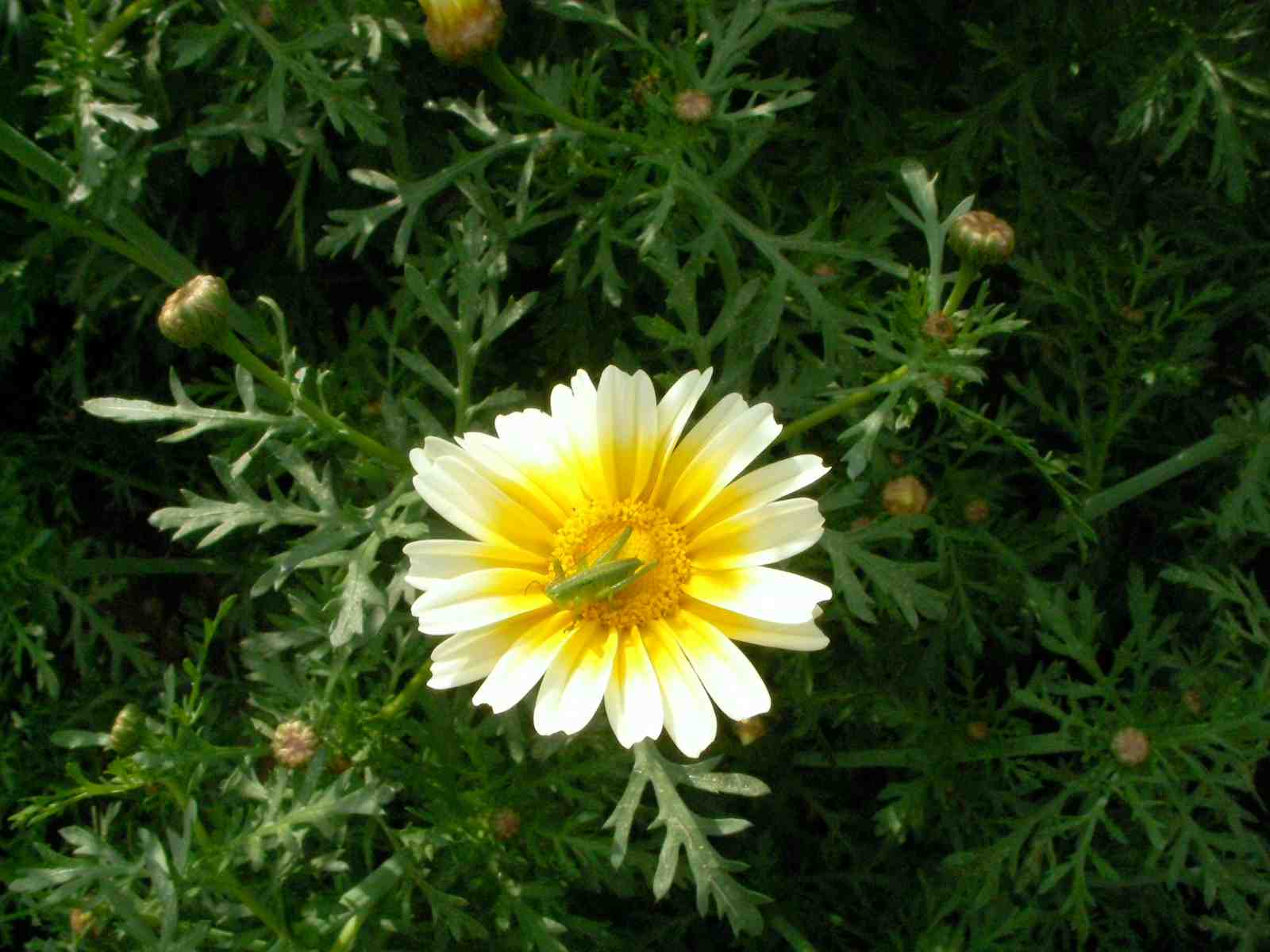 �˂��˂��ɂ�