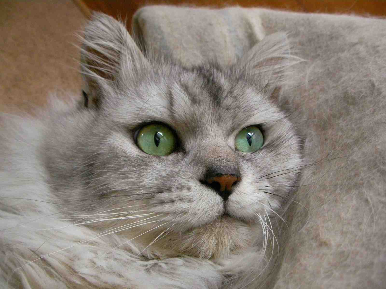 �˂��˂��ɂ�