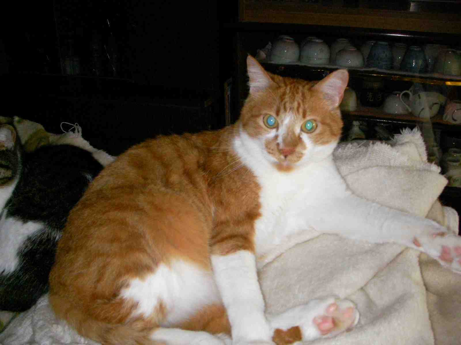 �˂��˂��ɂ�