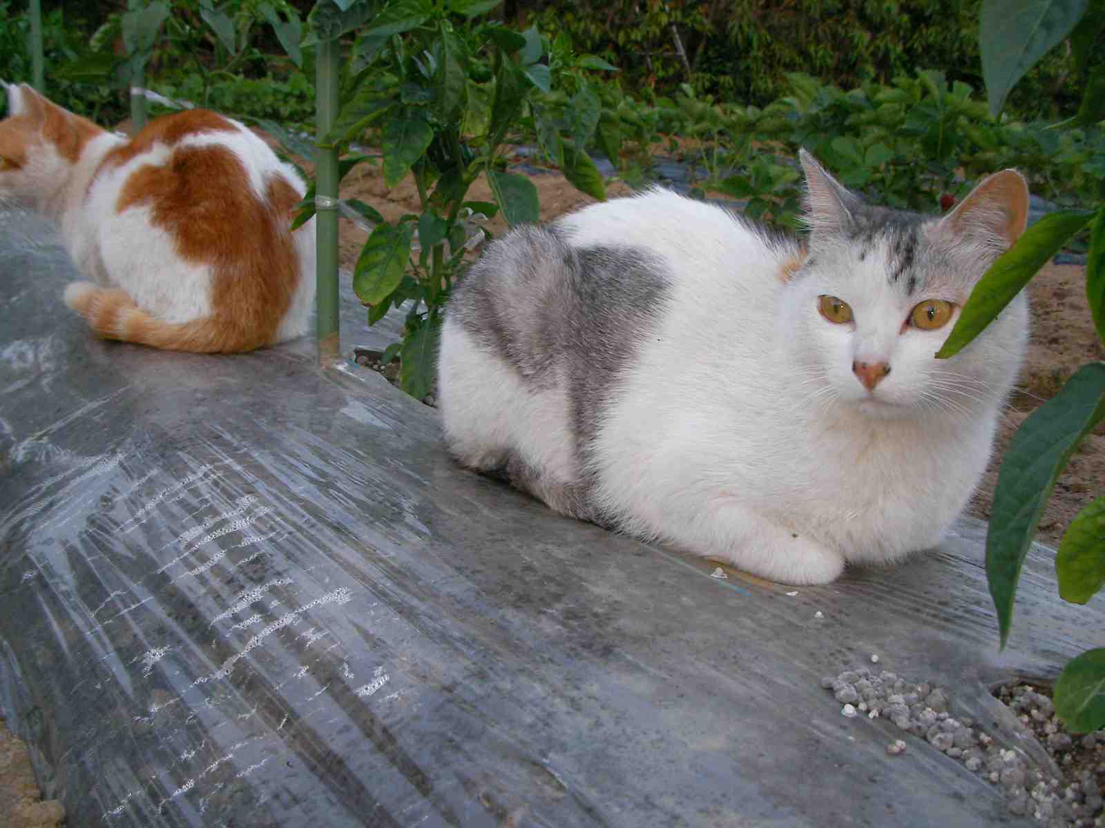 �˂��˂��ɂ�