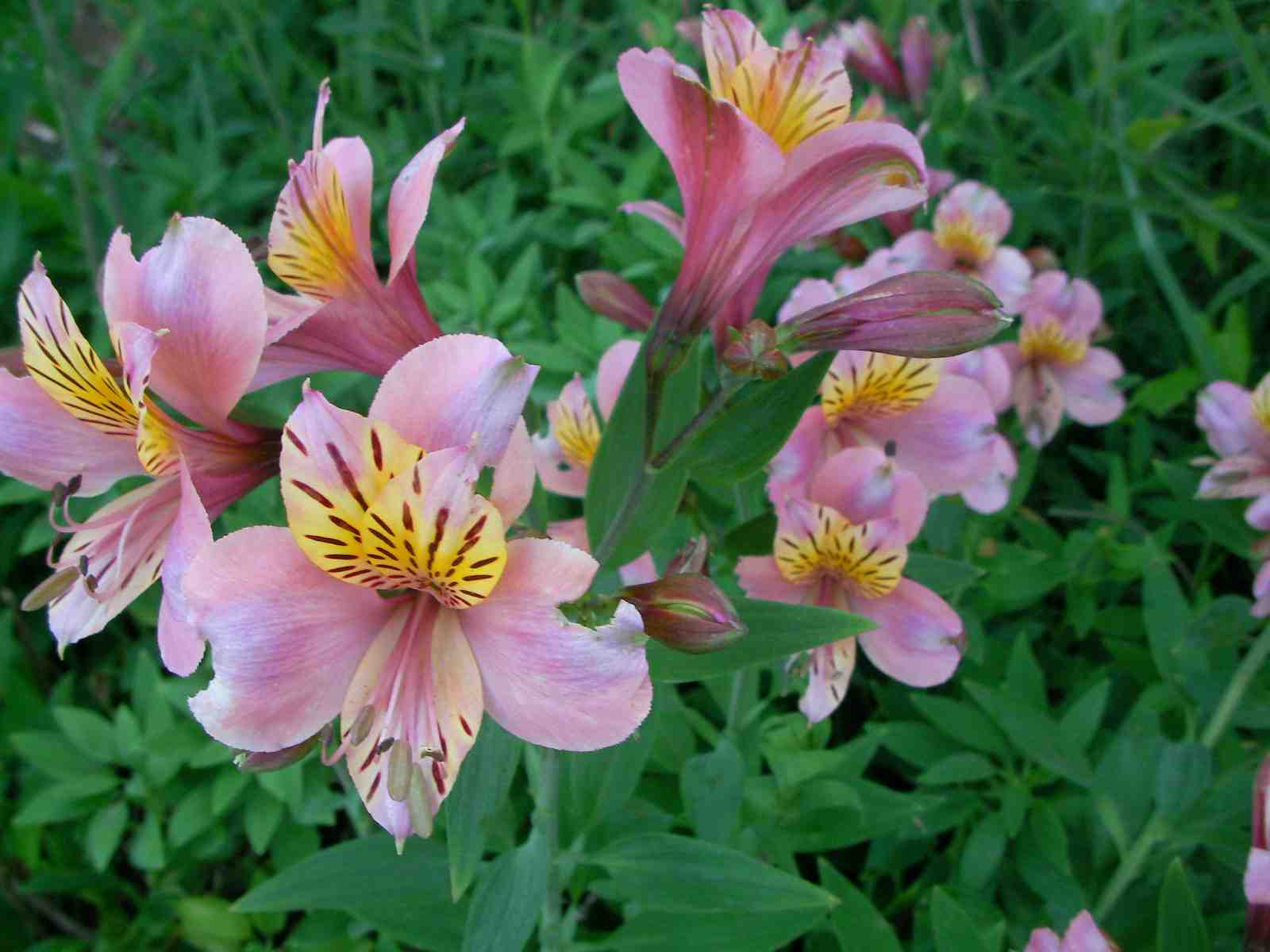 �˂��˂��ɂ�