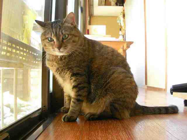 �˂��˂��ɂ�