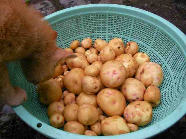 �˂��˂��ɂ�