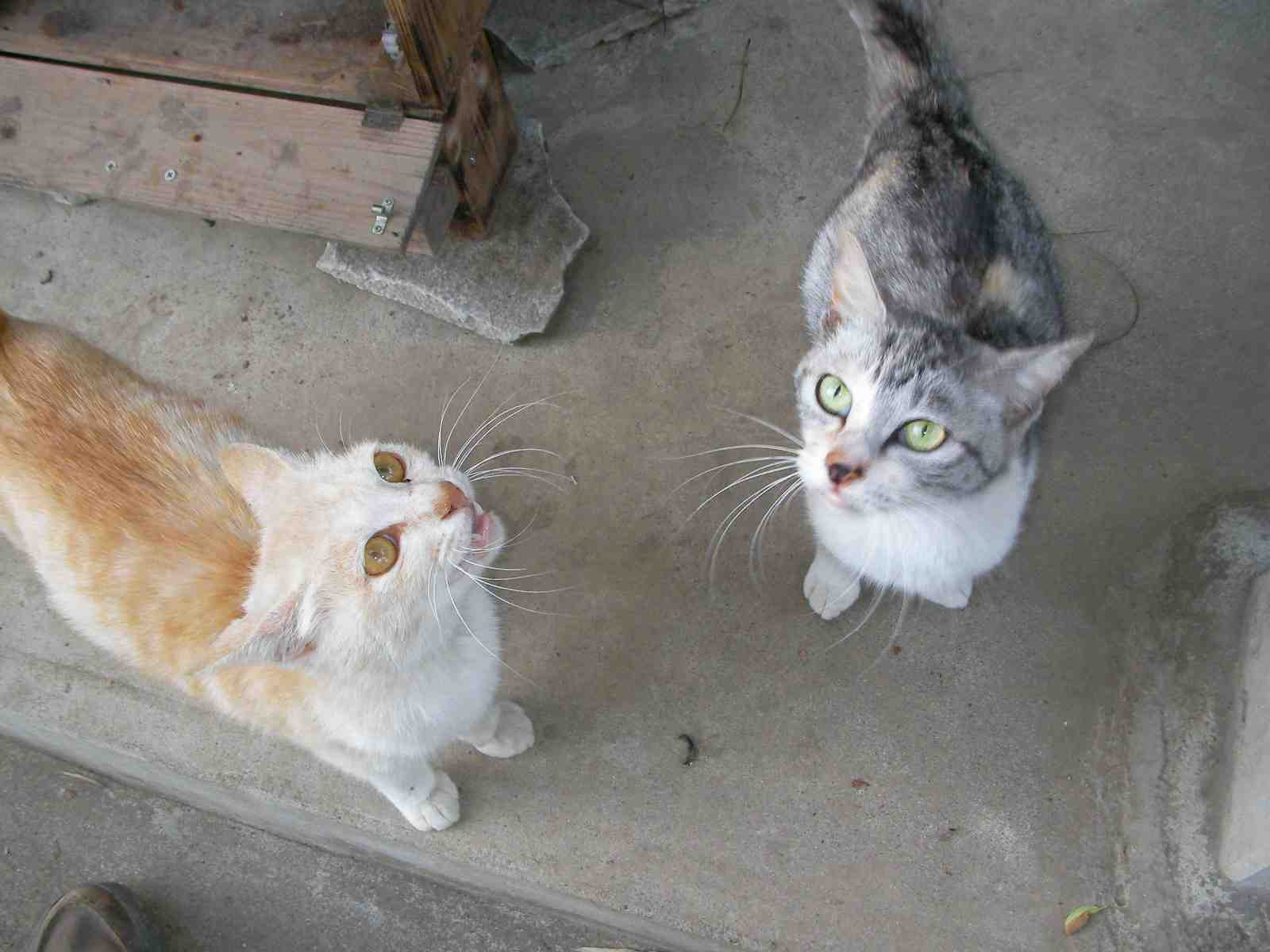 �˂��˂��ɂ�