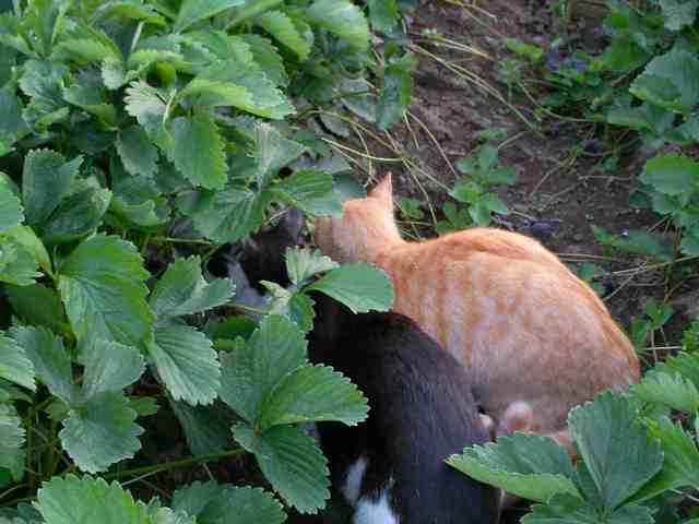 �˂��˂��ɂ�