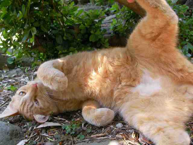 �˂��˂��ɂ�