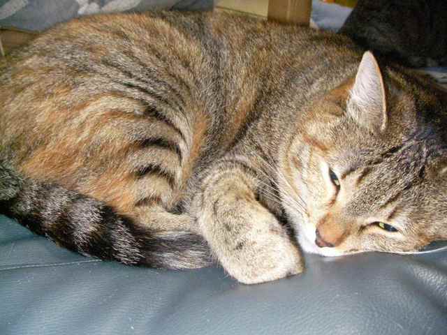 �˂��˂��ɂ�