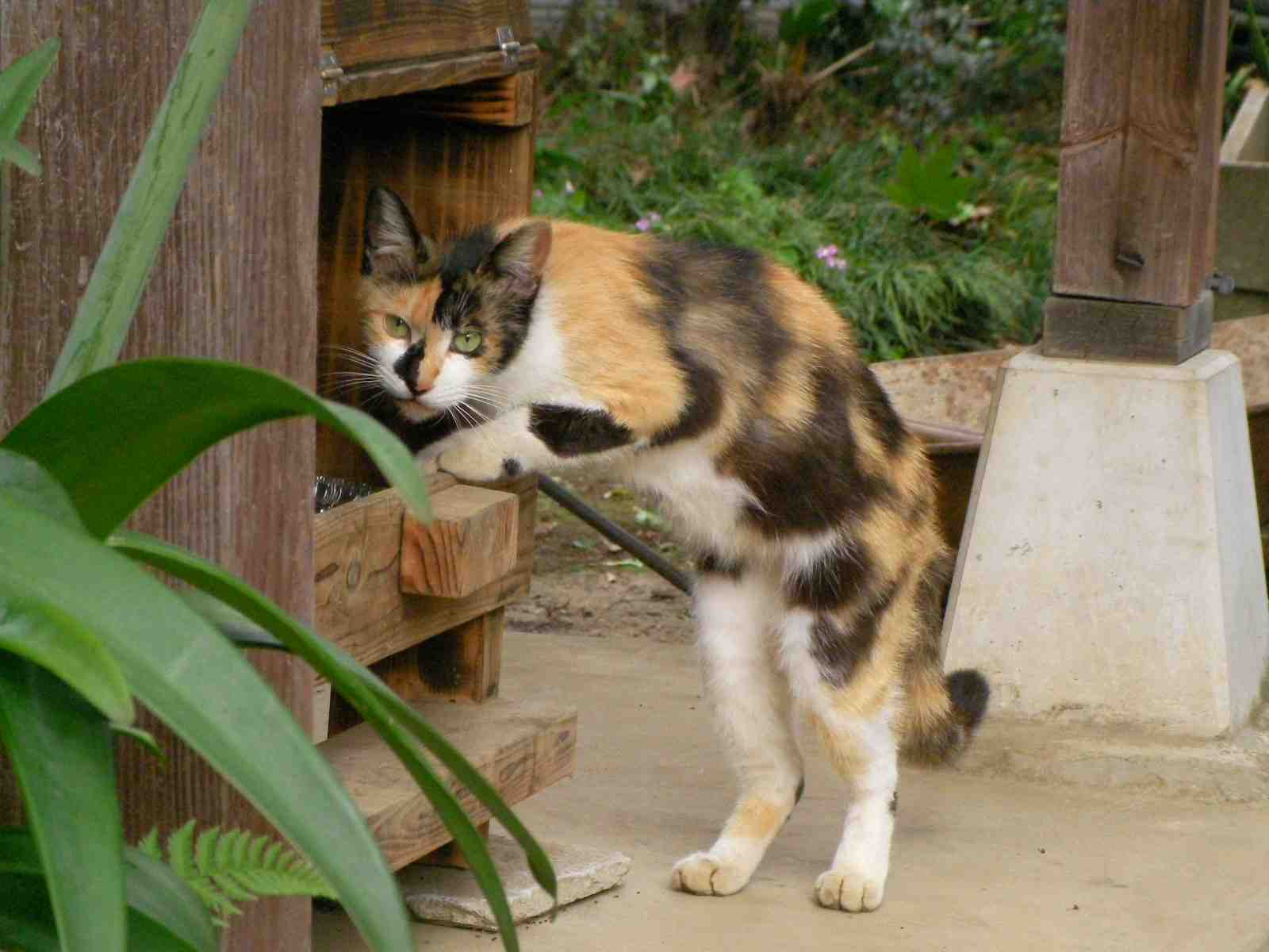 �˂��˂��ɂ�