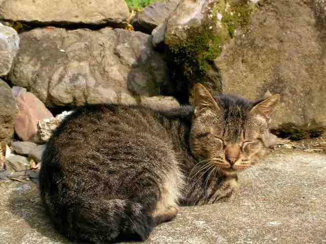 �˂��˂��ɂ�