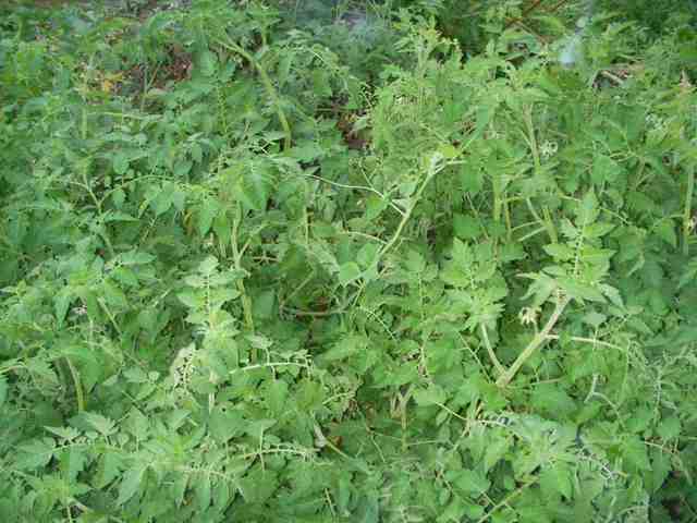 �˂��˂��ɂ�