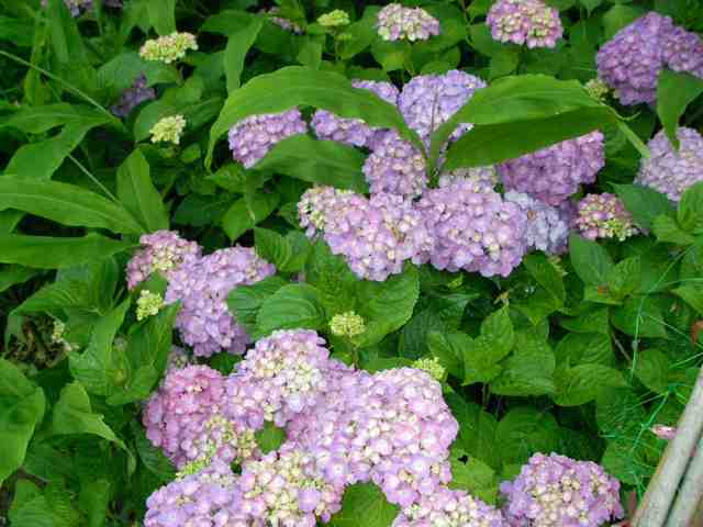 �˂��˂��ɂ�