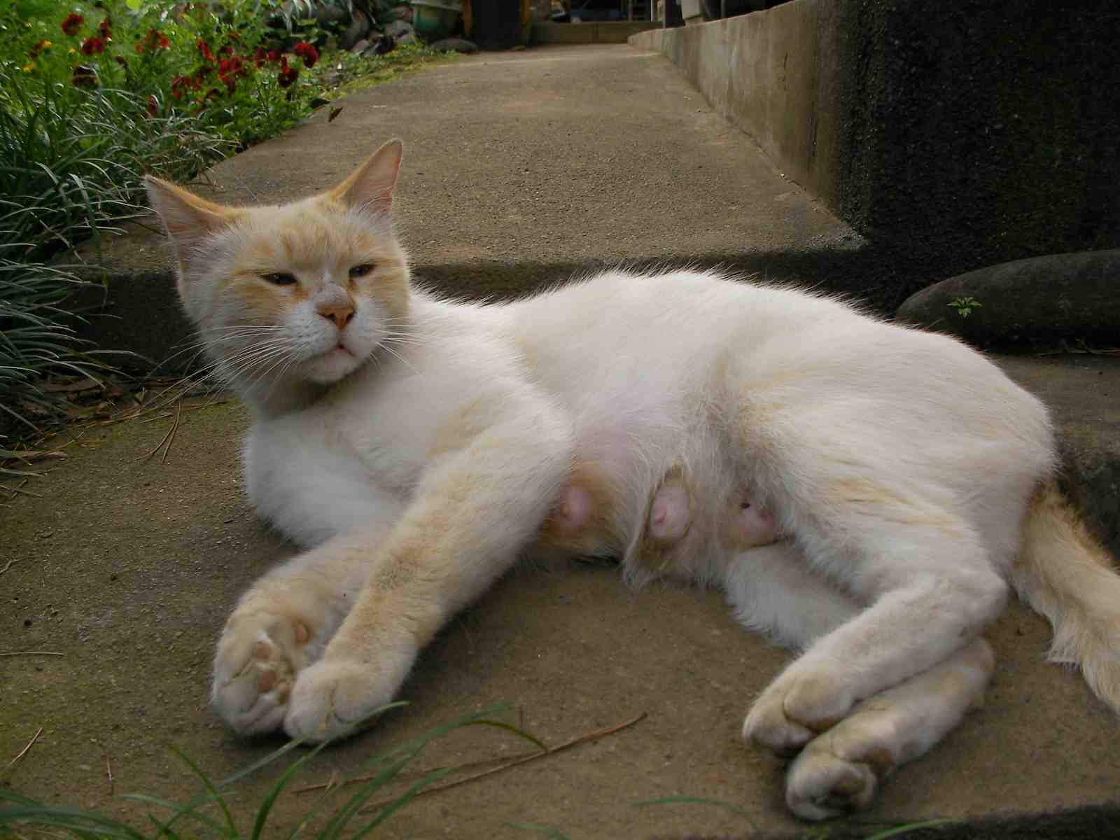 �˂��˂��ɂ�