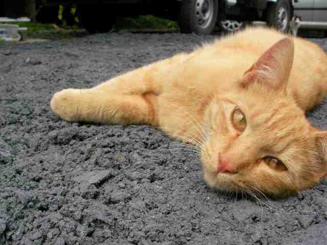 �˂��˂��ɂ�