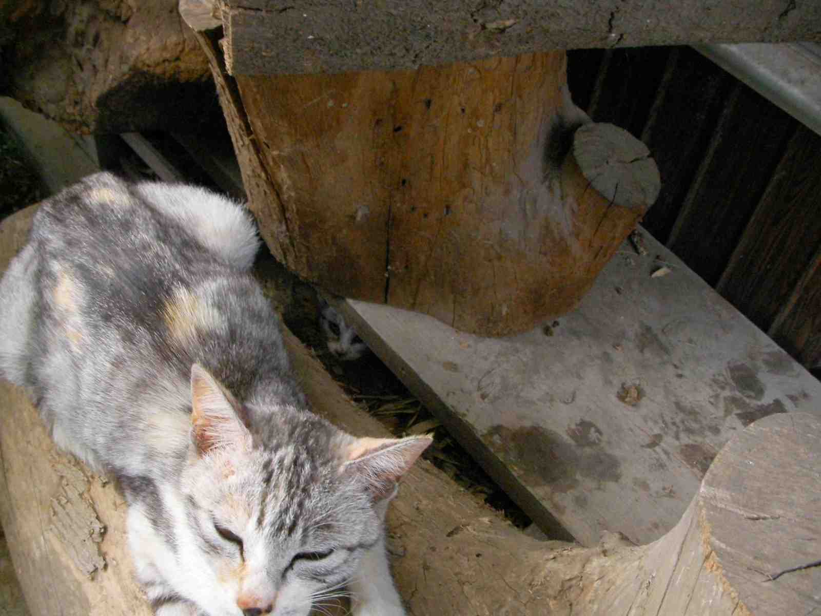 �˂��˂��ɂ�