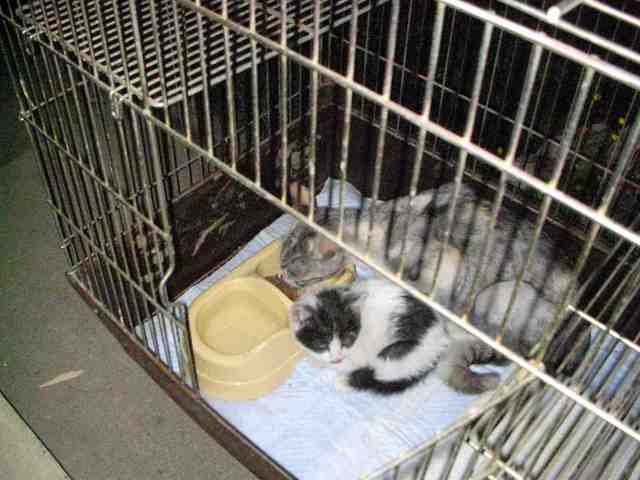 �˂��˂��ɂ�