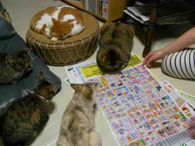 �˂��˂��ɂ�