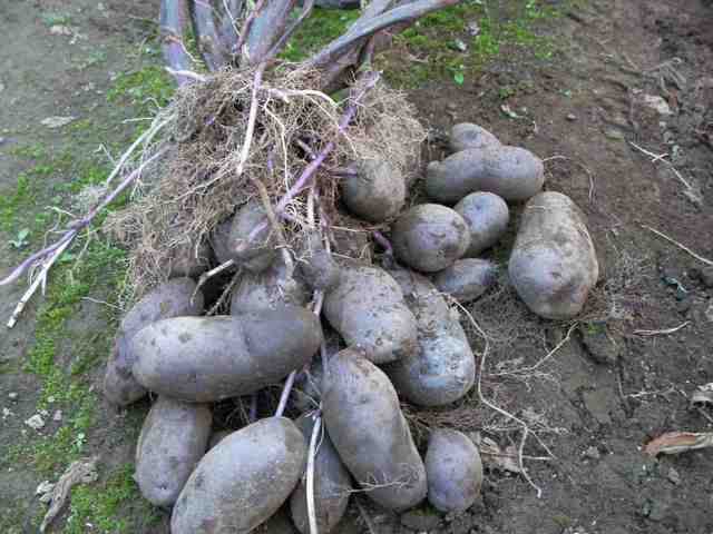 �˂��˂��ɂ�