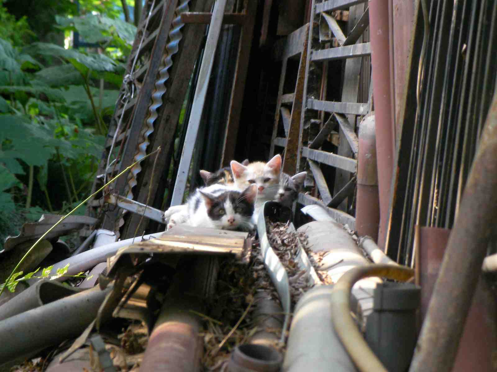 �˂��˂��ɂ�