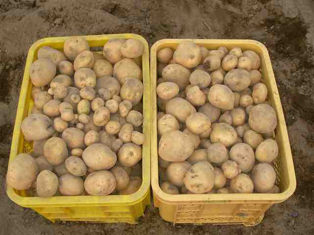 �˂��˂��ɂ�