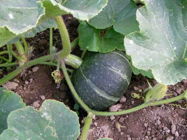 �˂��˂��ɂ�