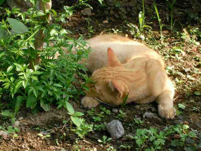 �˂��˂��ɂ�