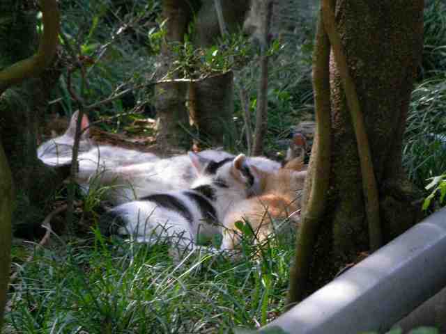 �˂��˂��ɂ�