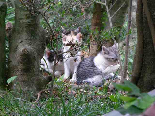 �˂��˂��ɂ�