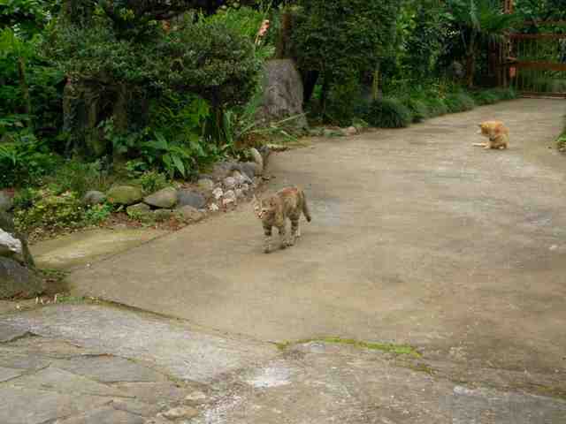 �˂��˂��ɂ�