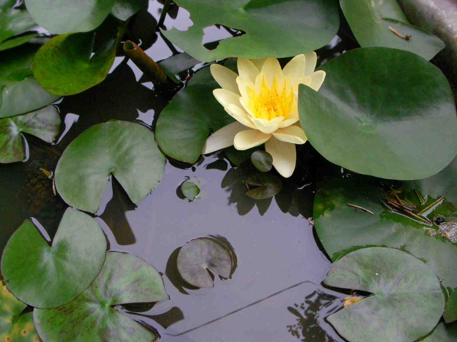 �˂��˂��ɂ�