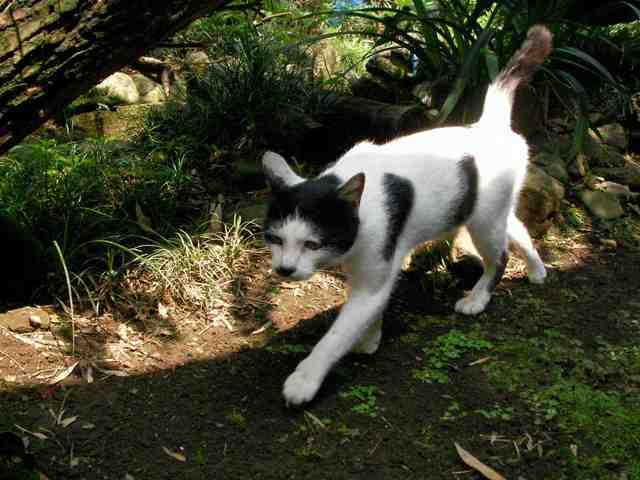 �˂��˂��ɂ�