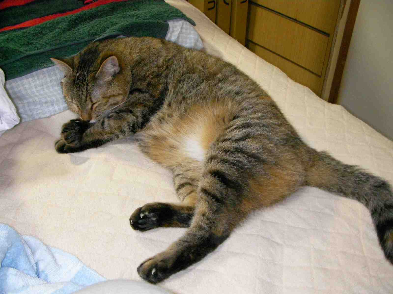 �˂��˂��ɂ�