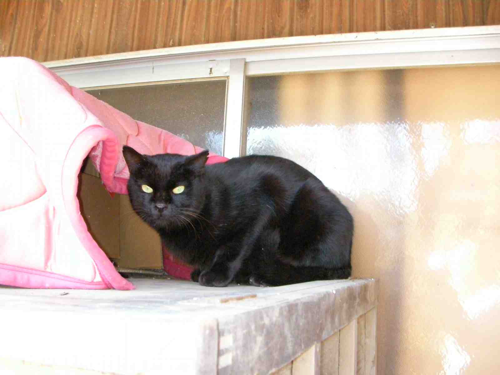 �˂��˂��ɂ�