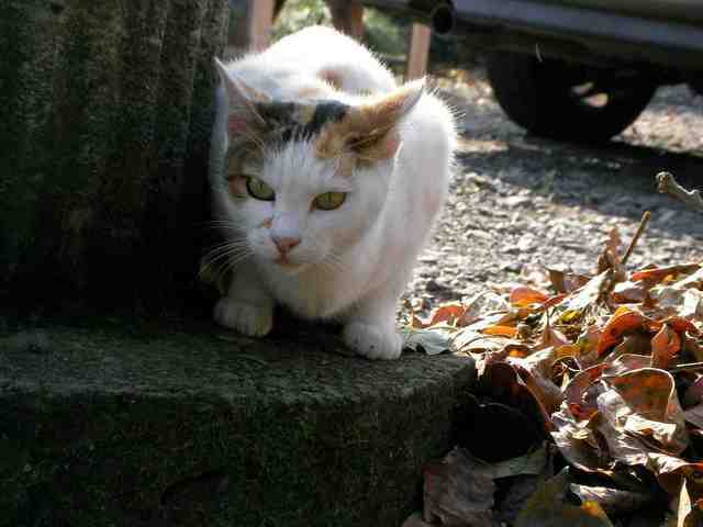 �˂��˂��ɂ�