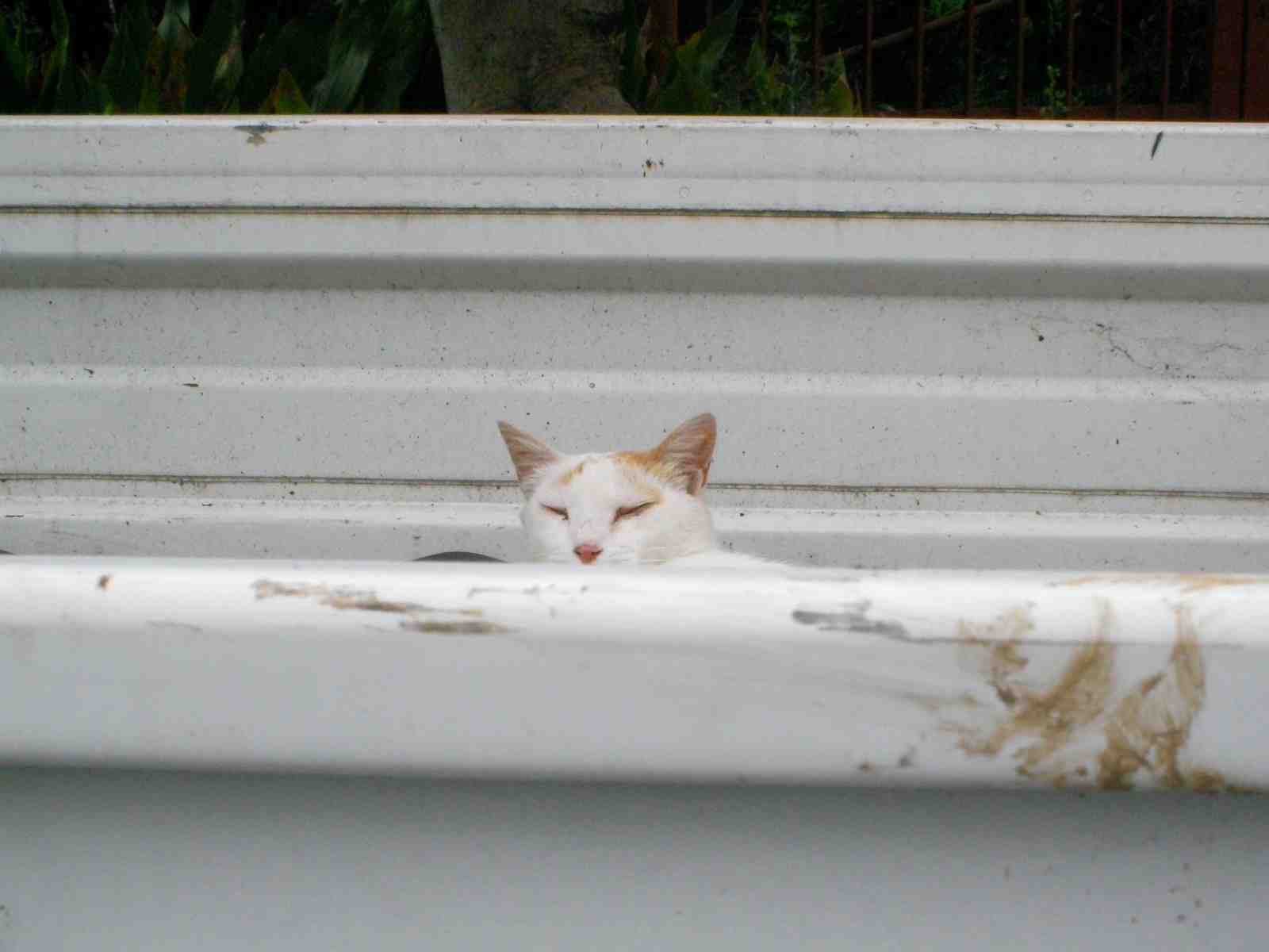 �˂��˂��ɂ�