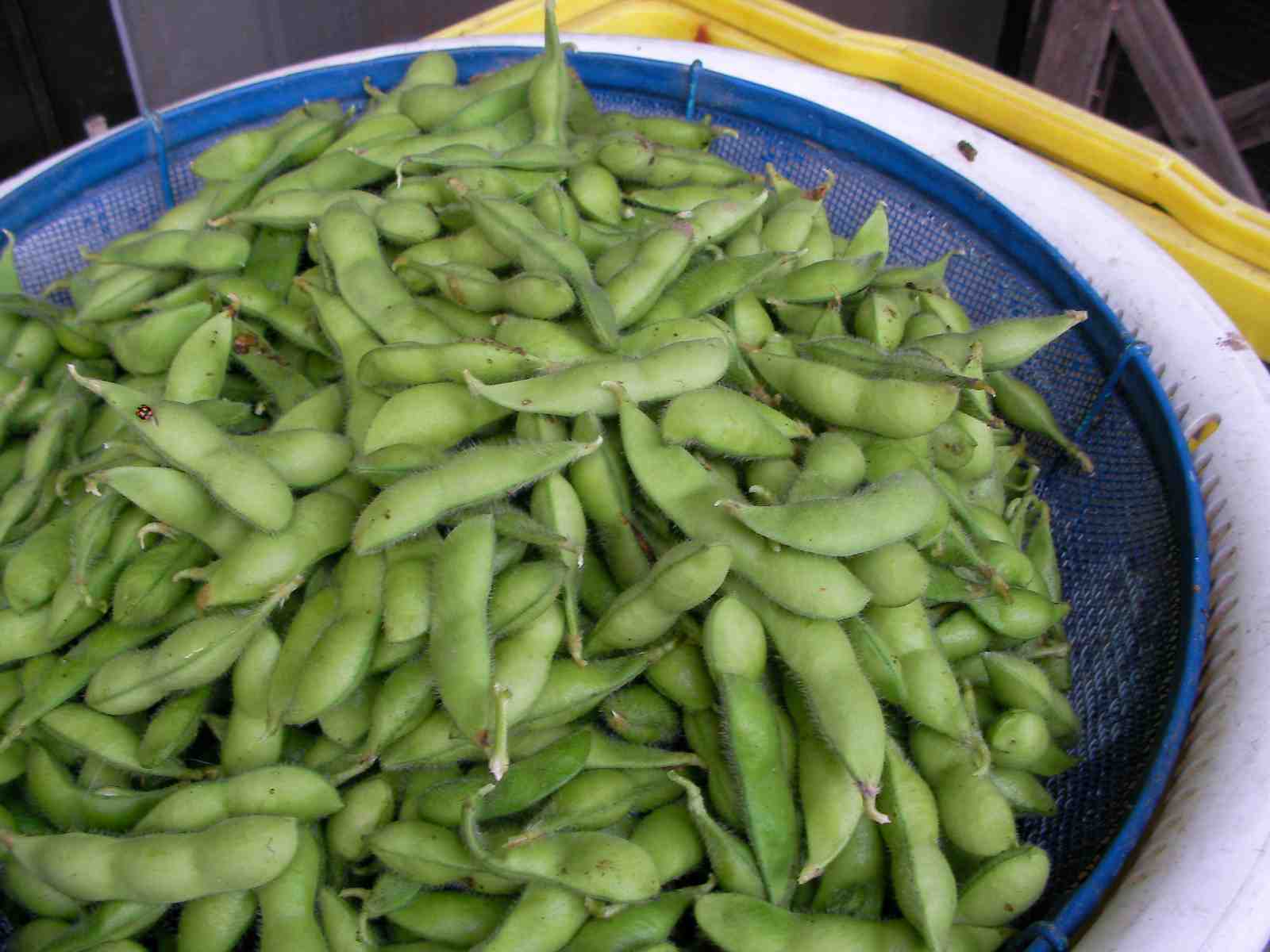 �˂��˂��ɂ�