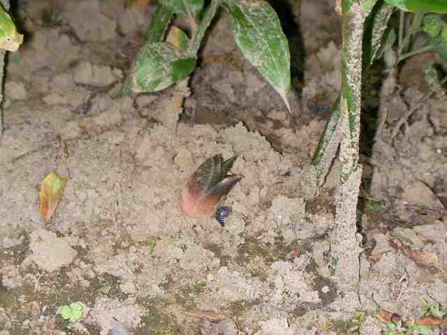 �˂��˂��ɂ�