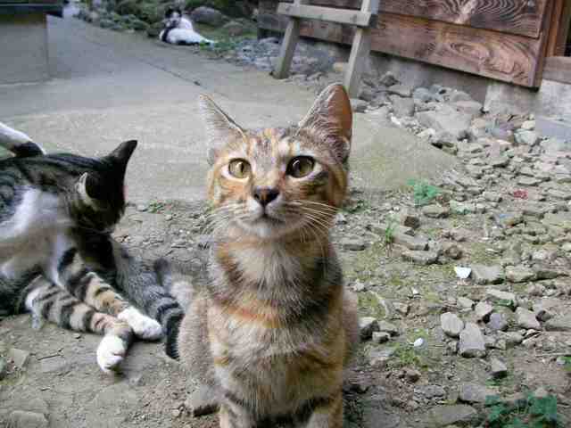 �˂��˂��ɂ�