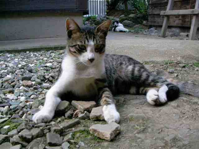 �˂��˂��ɂ�