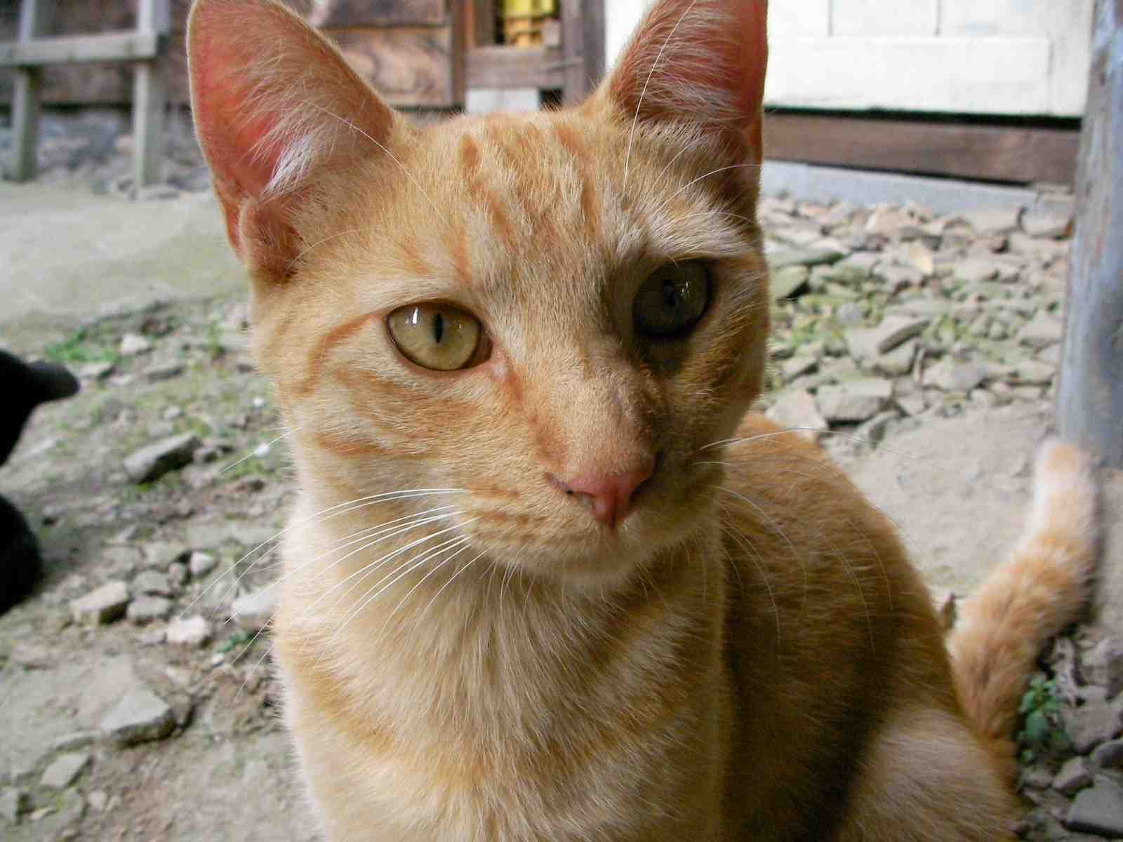 �˂��˂��ɂ�