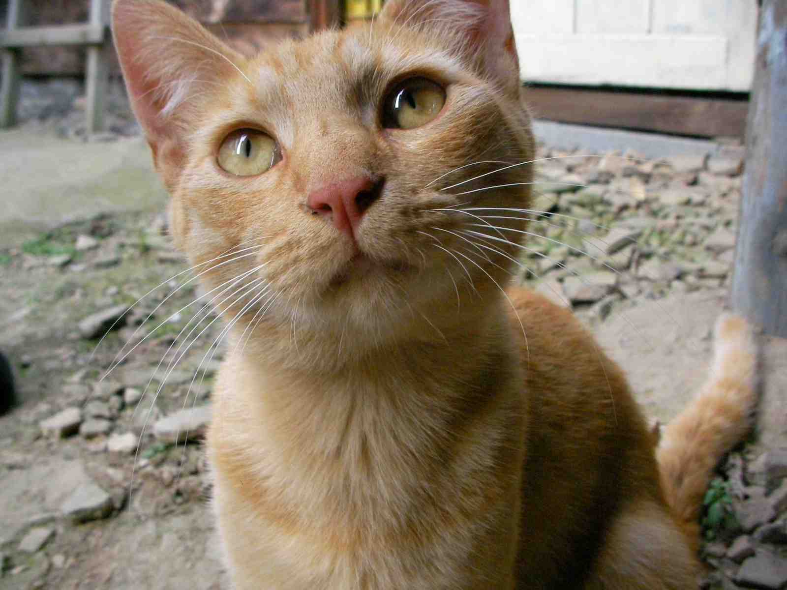 �˂��˂��ɂ�