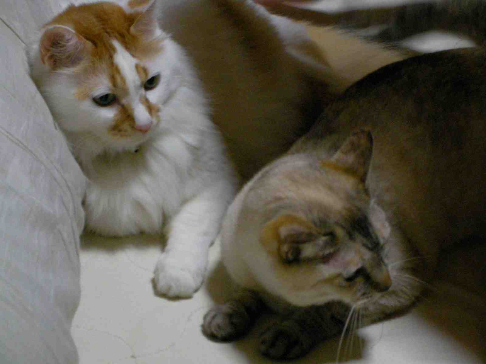 �˂��˂��ɂ�