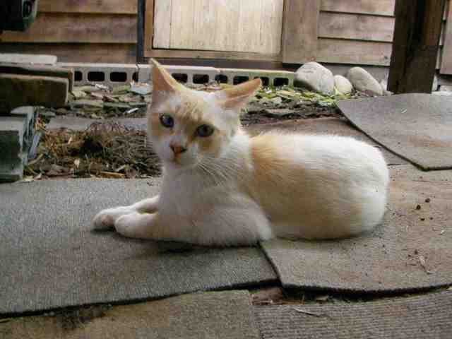 �˂��˂��ɂ�