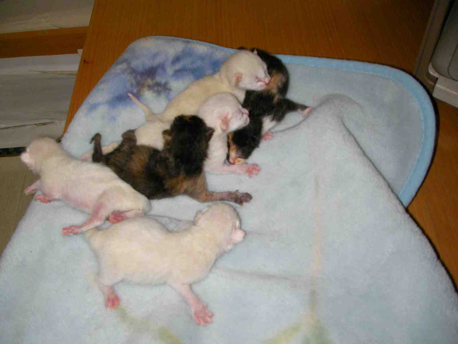 �˂��˂��ɂ�