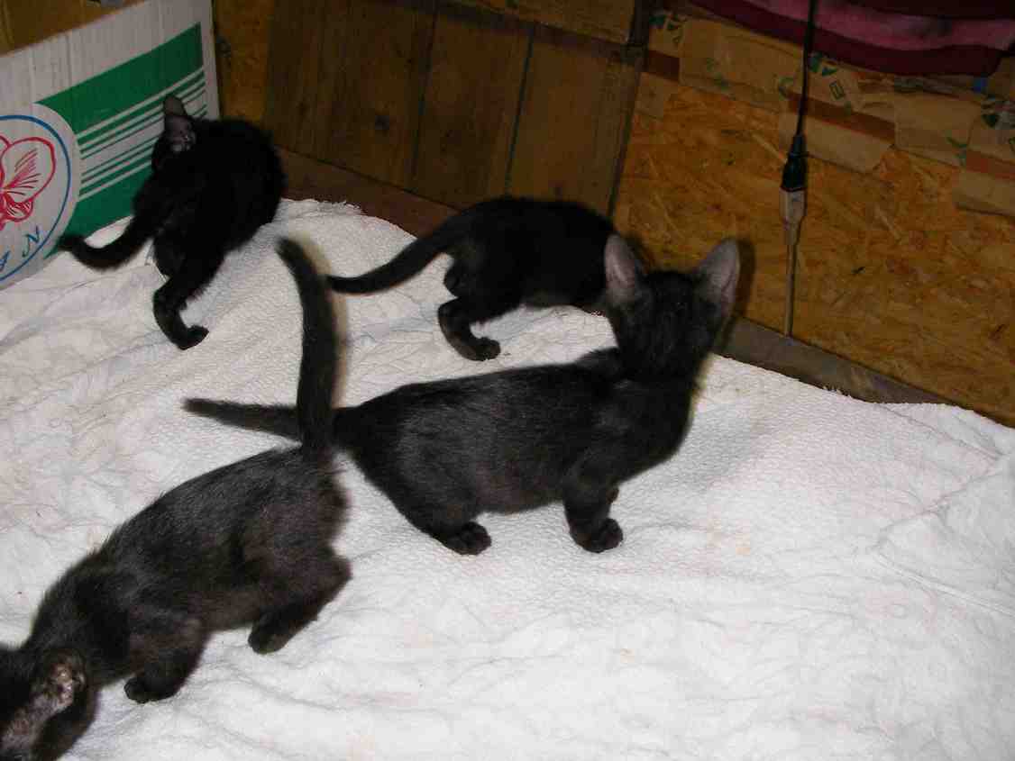 �˂��˂��ɂ�