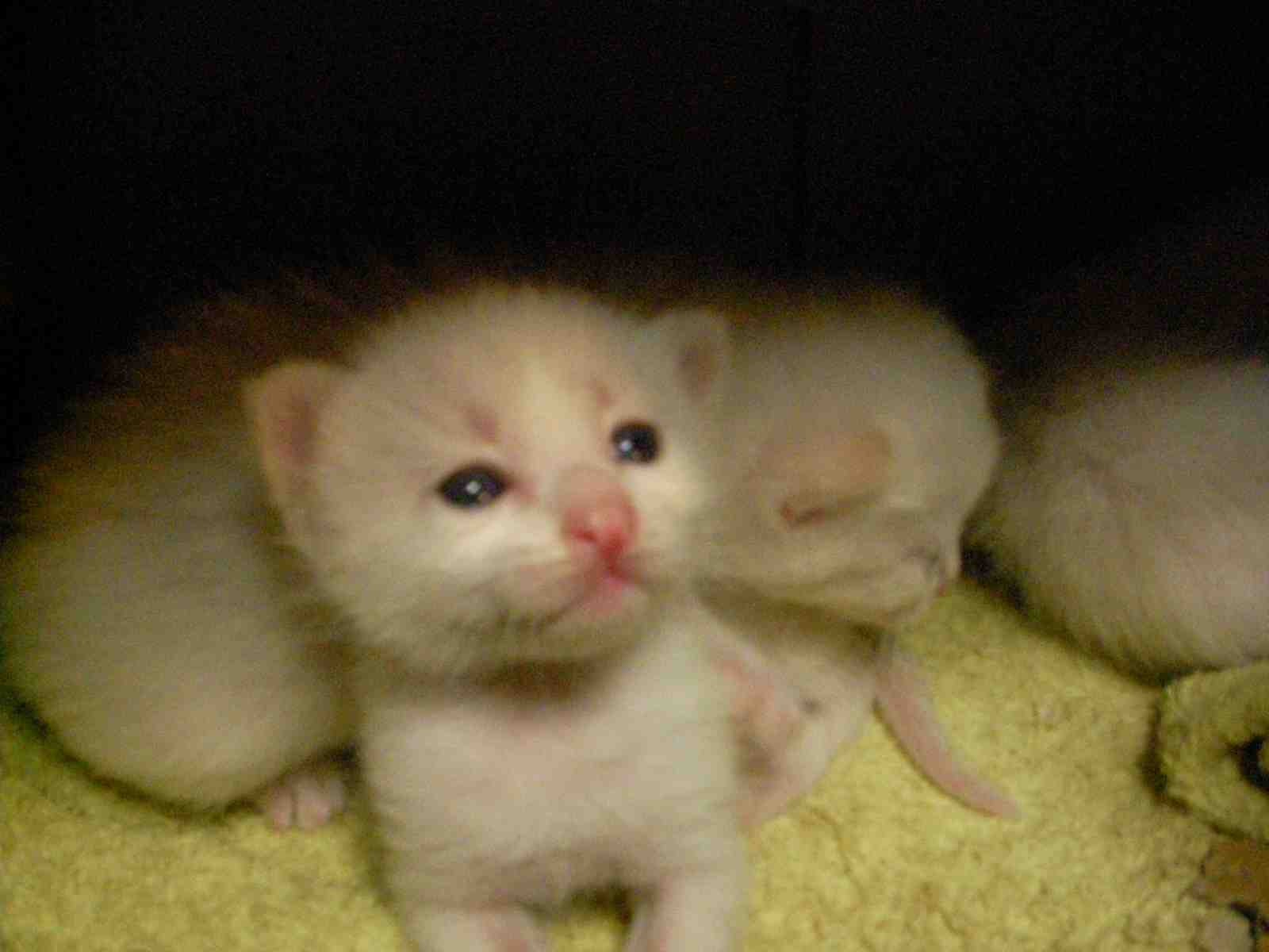 �˂��˂��ɂ�