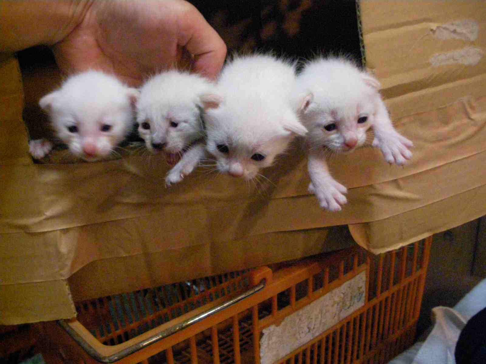 �˂��˂��ɂ�